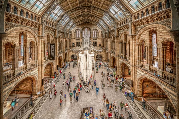 The Natural History Museum Lobby, London