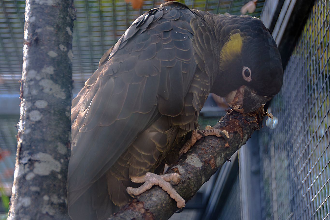 Tierfotografie im Zoologisch-Botanischen Garten, Germany