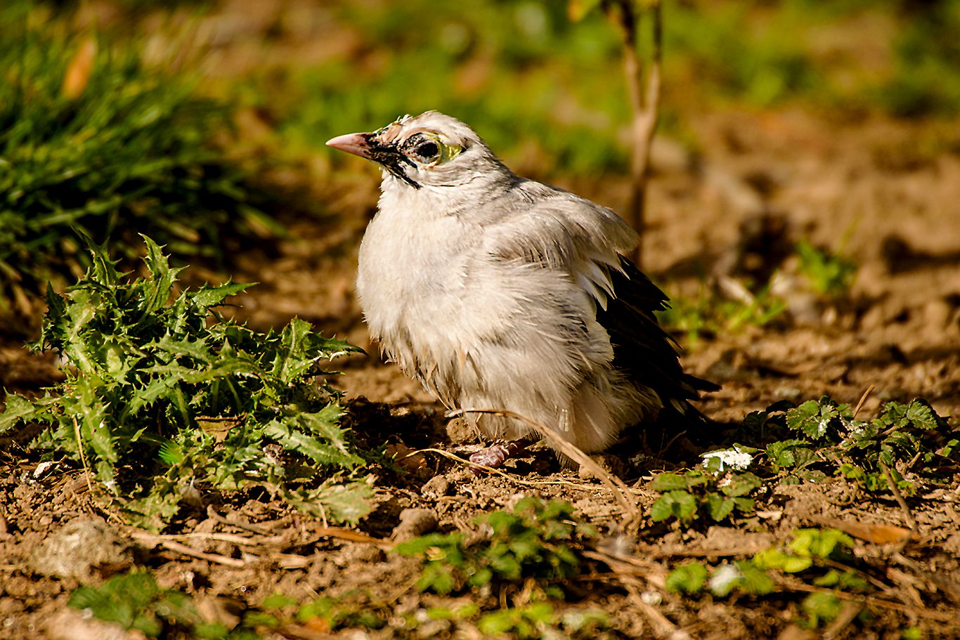 Tierfotografie im Zoologisch-Botanischen Garten, Germany
