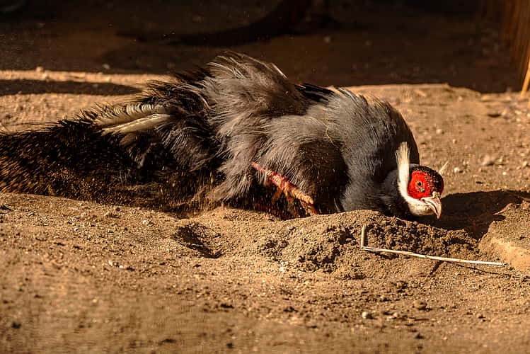 Tierfotografie im Zoologisch-Botanischen Garten
