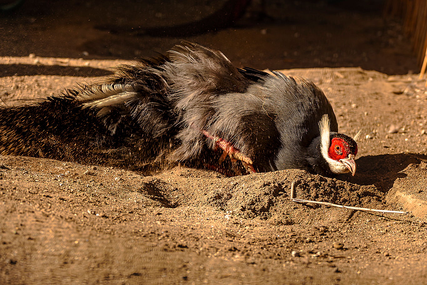 Tierfotografie im Zoologisch-Botanischen Garten, Germany
