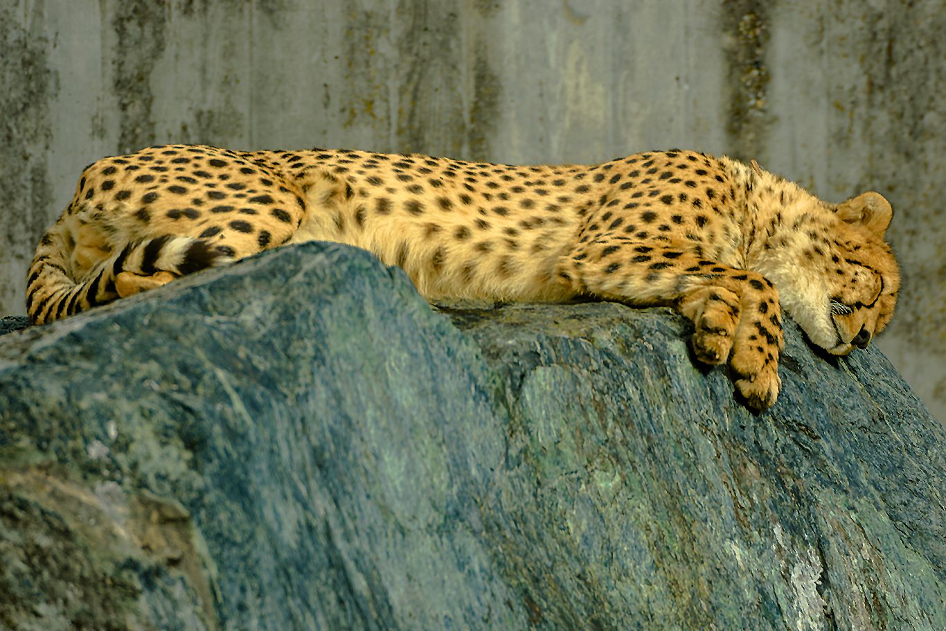 Tierfotografie im Zoologisch-Botanischen Garten, Germany