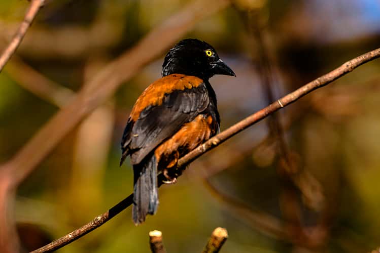 Tierfotografie im Zoologisch-Botanischen Garten