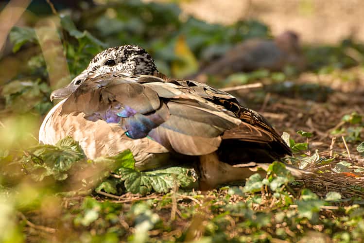 Tierfotografie im Zoologisch-Botanischen Garten