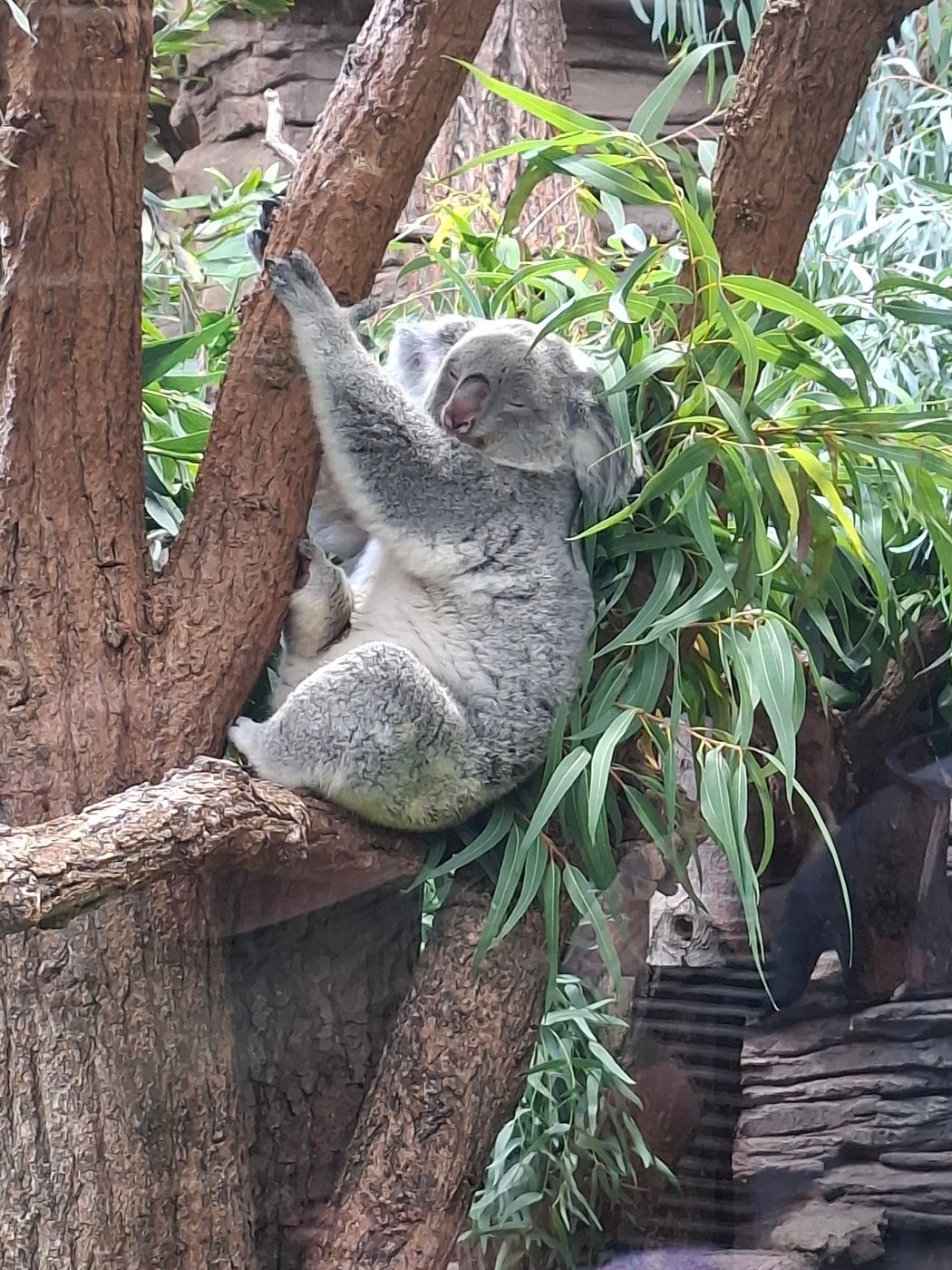 Tierfotografie im Zoologisch-Botanischen Garten, Germany