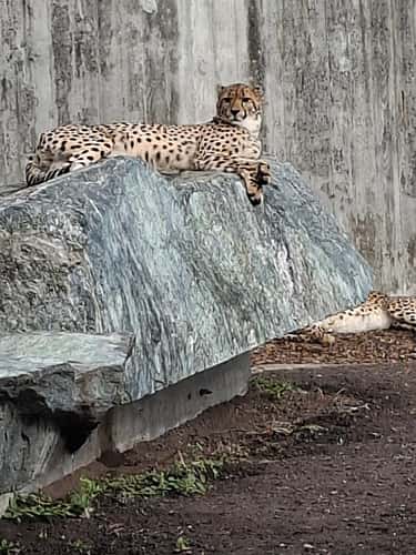 Tierfotografie im Zoologisch-Botanischen Garten