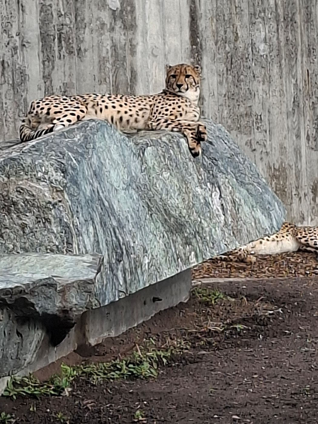 Tierfotografie im Zoologisch-Botanischen Garten, Germany