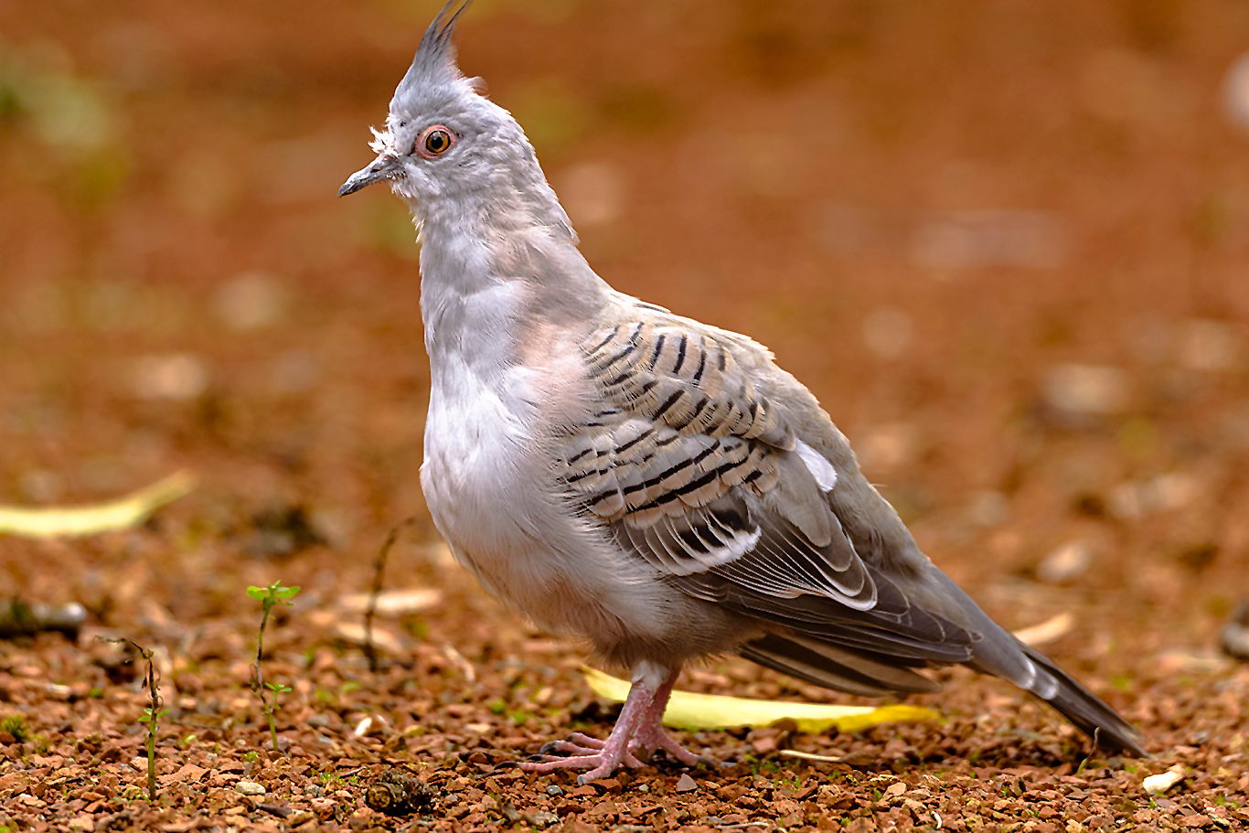 Tierfotografie im Zoologisch-Botanischen Garten, Germany