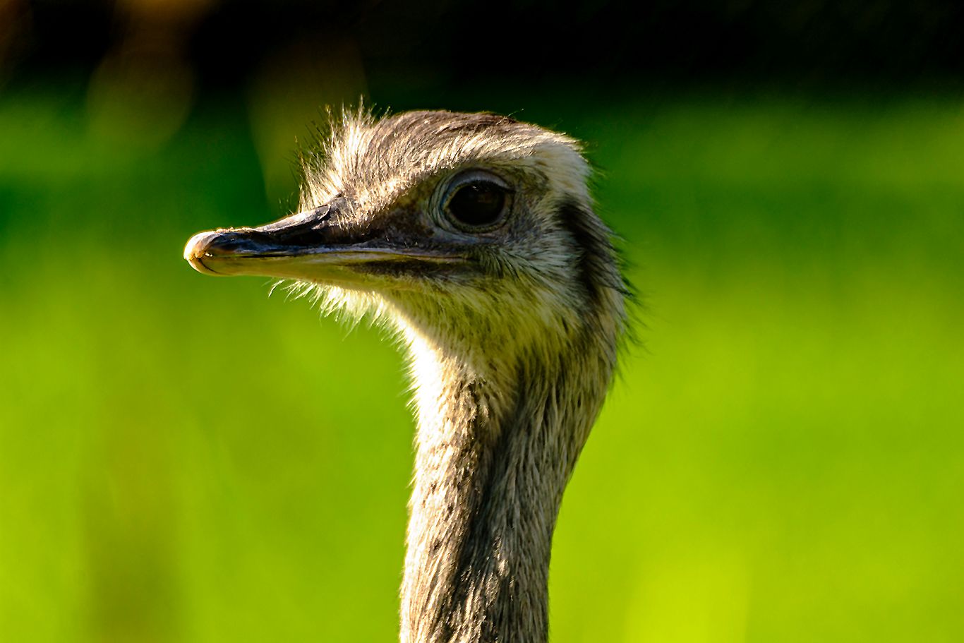 Tierfotografie im Zoologisch-Botanischen Garten, Germany