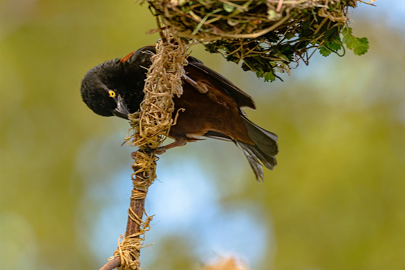 Tierfotografie im Zoologisch-Botanischen Garten, Germany
