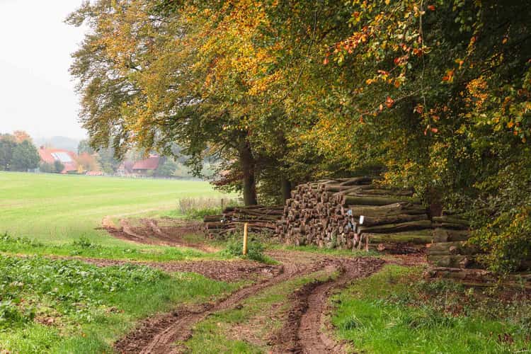Waldweg zur Bruder Klaus Kapelle
