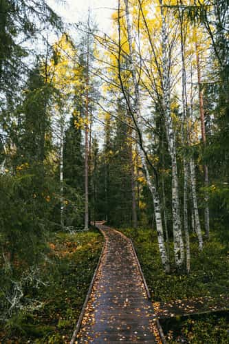 Walkaway at Aittakuru gorge, Pyhä-Luosto National Park