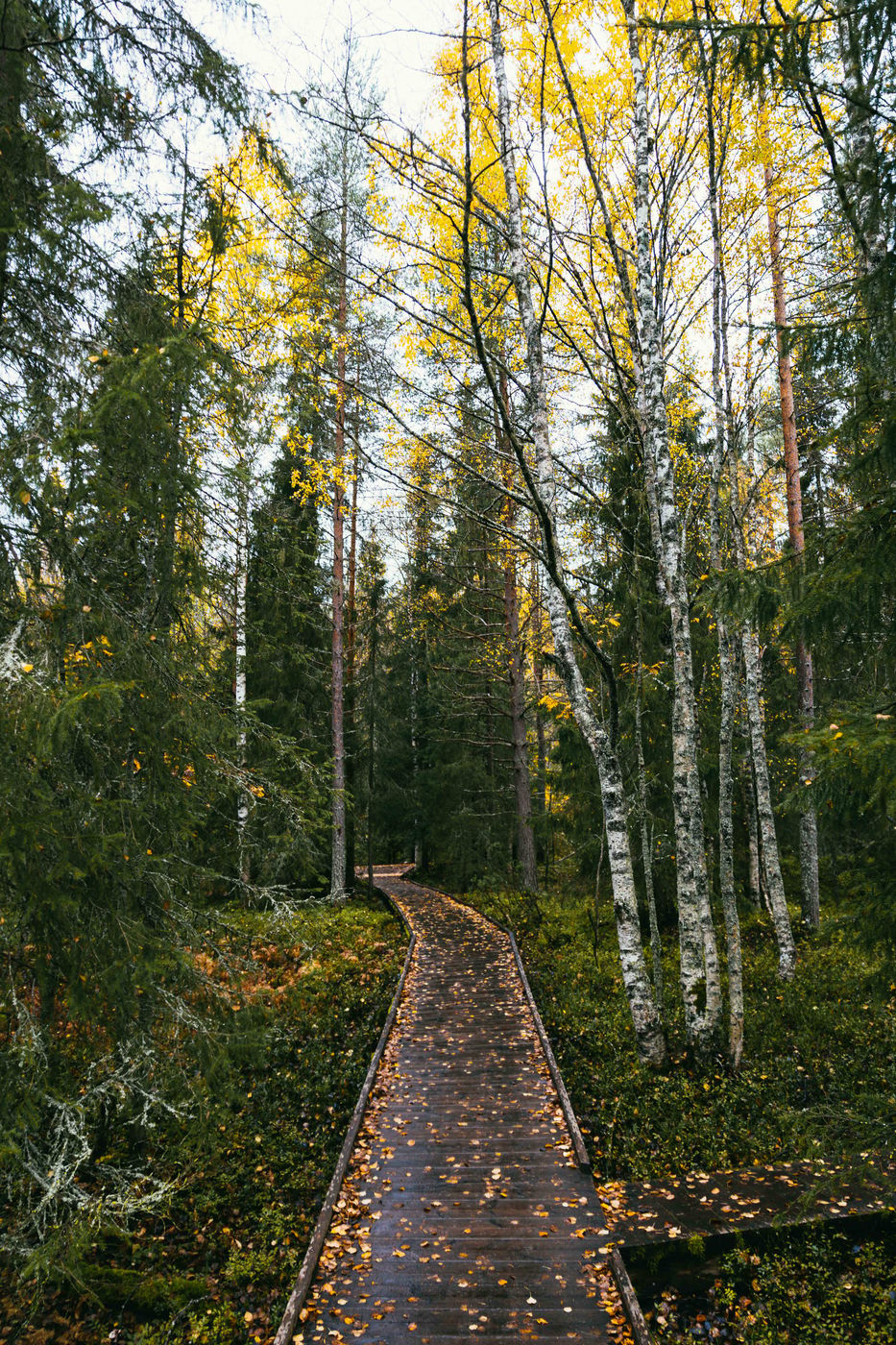 Walkaway at Aittakuru gorge, Pyhä-Luosto National Park, Finland