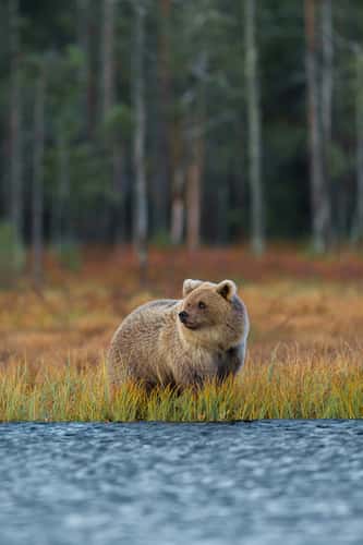 Wild Brown Bear Center Finland